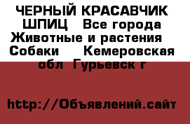 ЧЕРНЫЙ КРАСАВЧИК ШПИЦ - Все города Животные и растения » Собаки   . Кемеровская обл.,Гурьевск г.